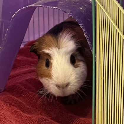 Biscuit - Required Pair!