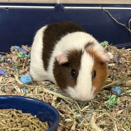 Herman