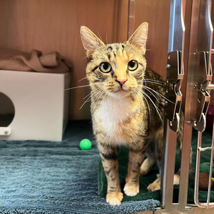 Tippy - Available Fri. Jan. 2 @ 1pm