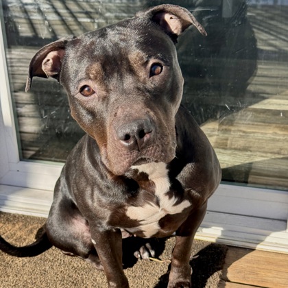 Bellatrix - Benchwarmer!