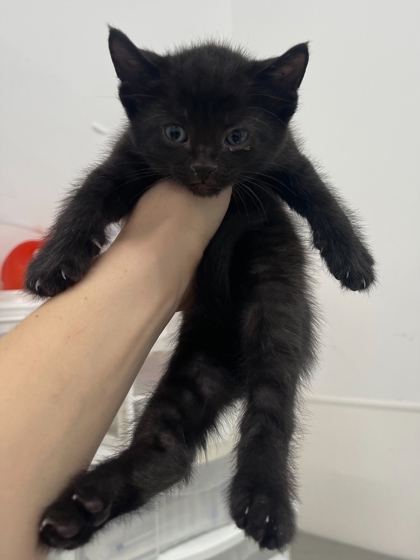 Vladimir