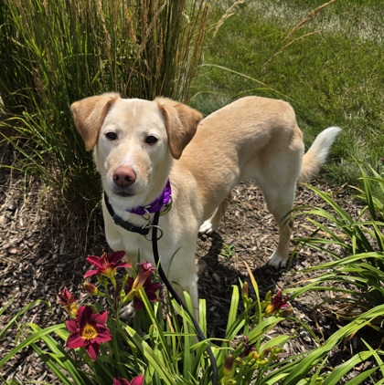 Sammie - Benchwarmer!