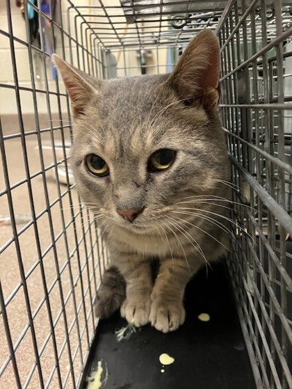 Grey Ghost - Working Cat!