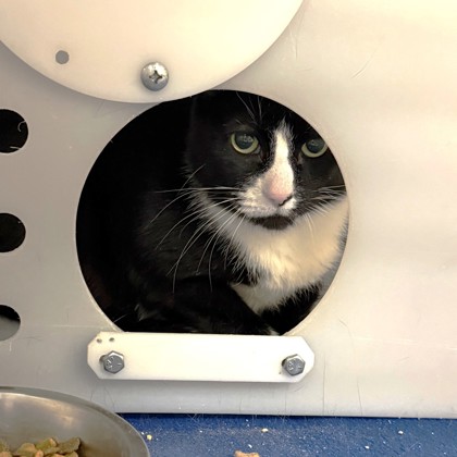 Checkers - Working Cat!