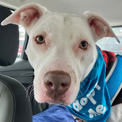 Fifi - Video, Staff & Volunteer Pick, Benchwarmer!