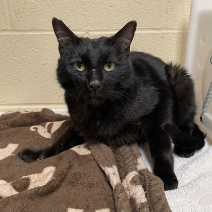 "Ivory" - Adoption Hold!