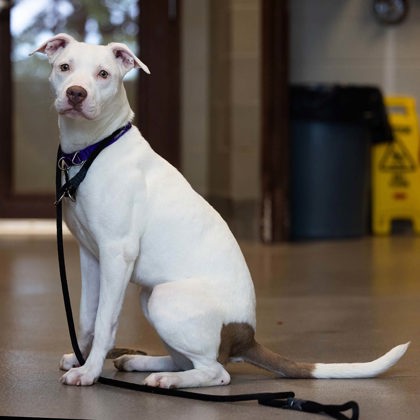 Fifi - Video, Staff Pick & Benchwarmer!