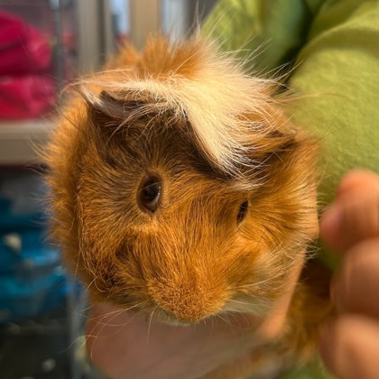 Sonny - Required Couple