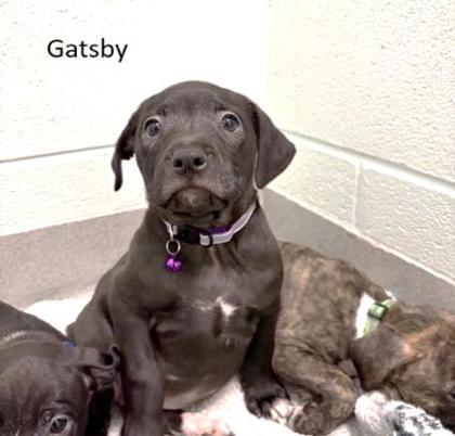 Gatsby