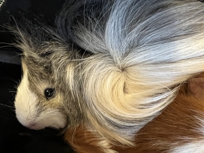 Gibbles