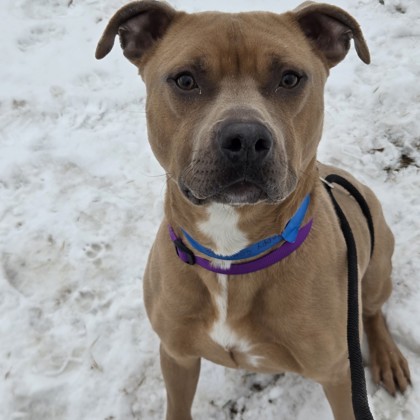 Scrappy-Benchwarmer!