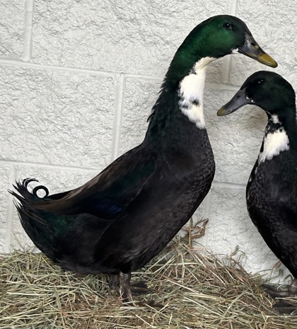 "Huey" - Required Couple with Ducky!