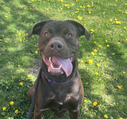 Coco - Video, Volunteer Pick & Benchwarmer!