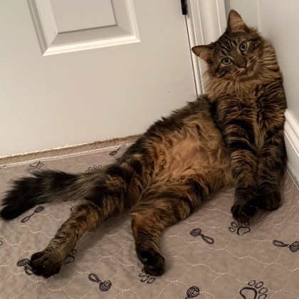 Chubby