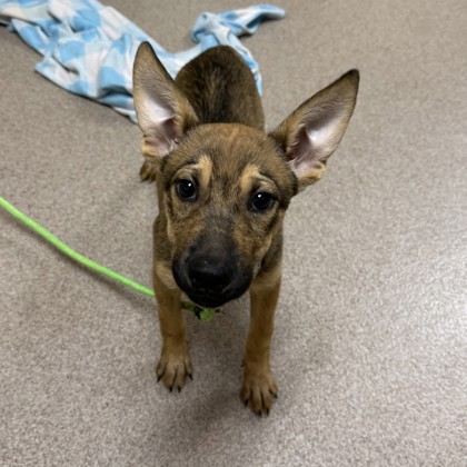 "Rose" - Adoption Hold!