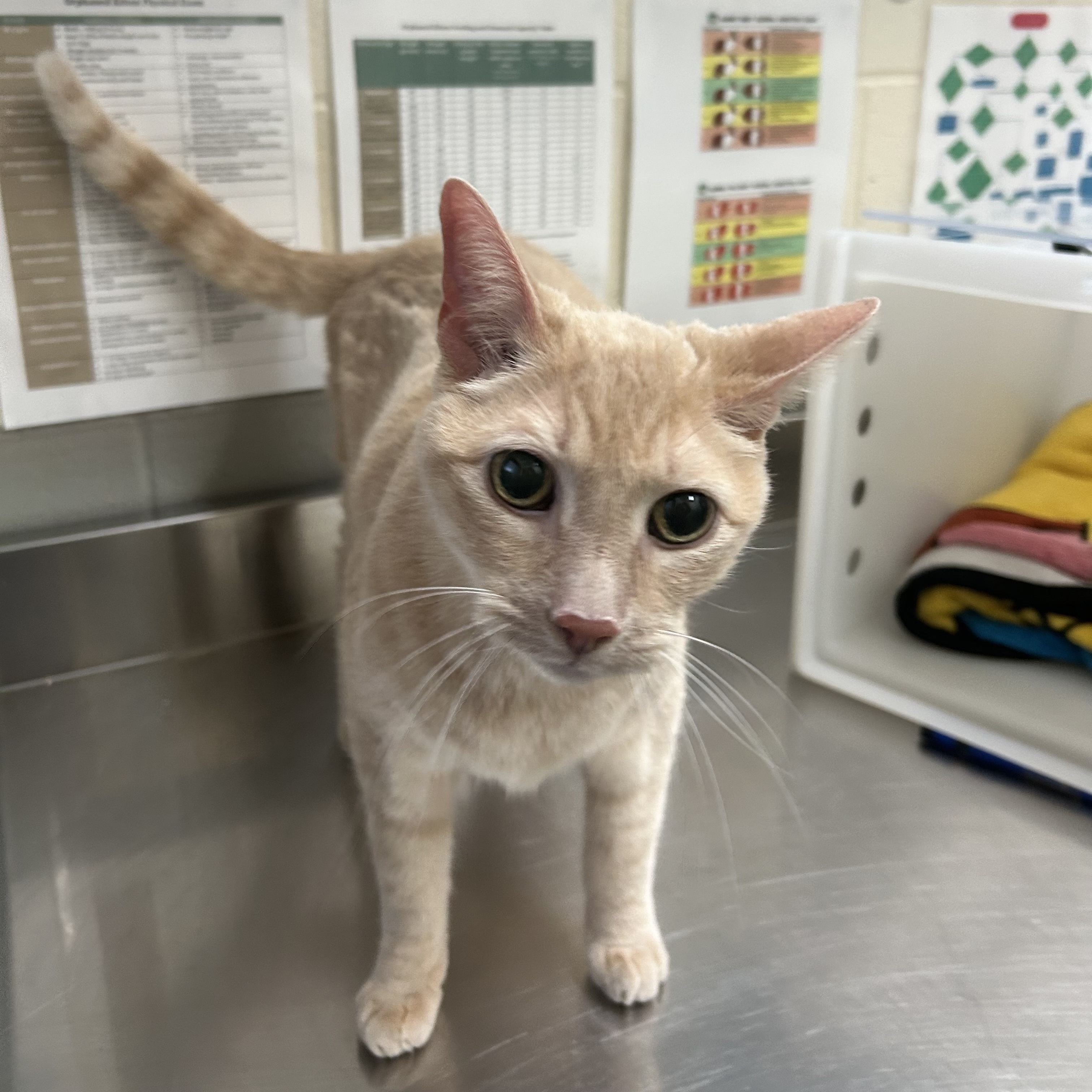 Vincent Van Kitty - Adoption Hold!