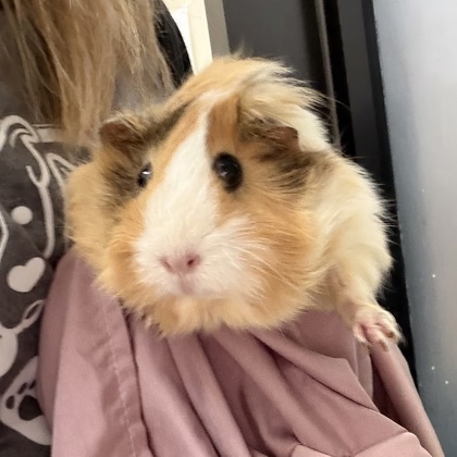 Penny
