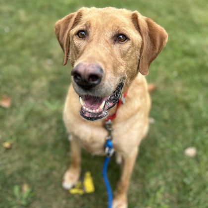 Rusty - Volunteer Pick & Benchwarmer!