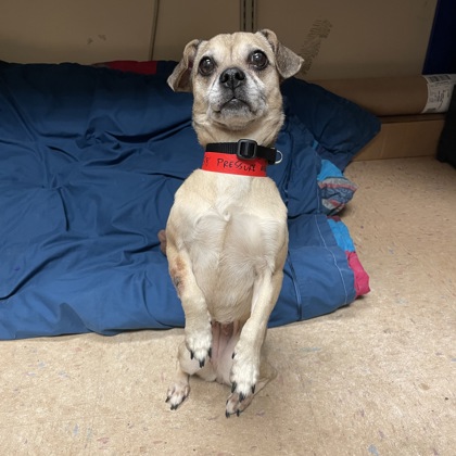 Pressure - Staff Pick