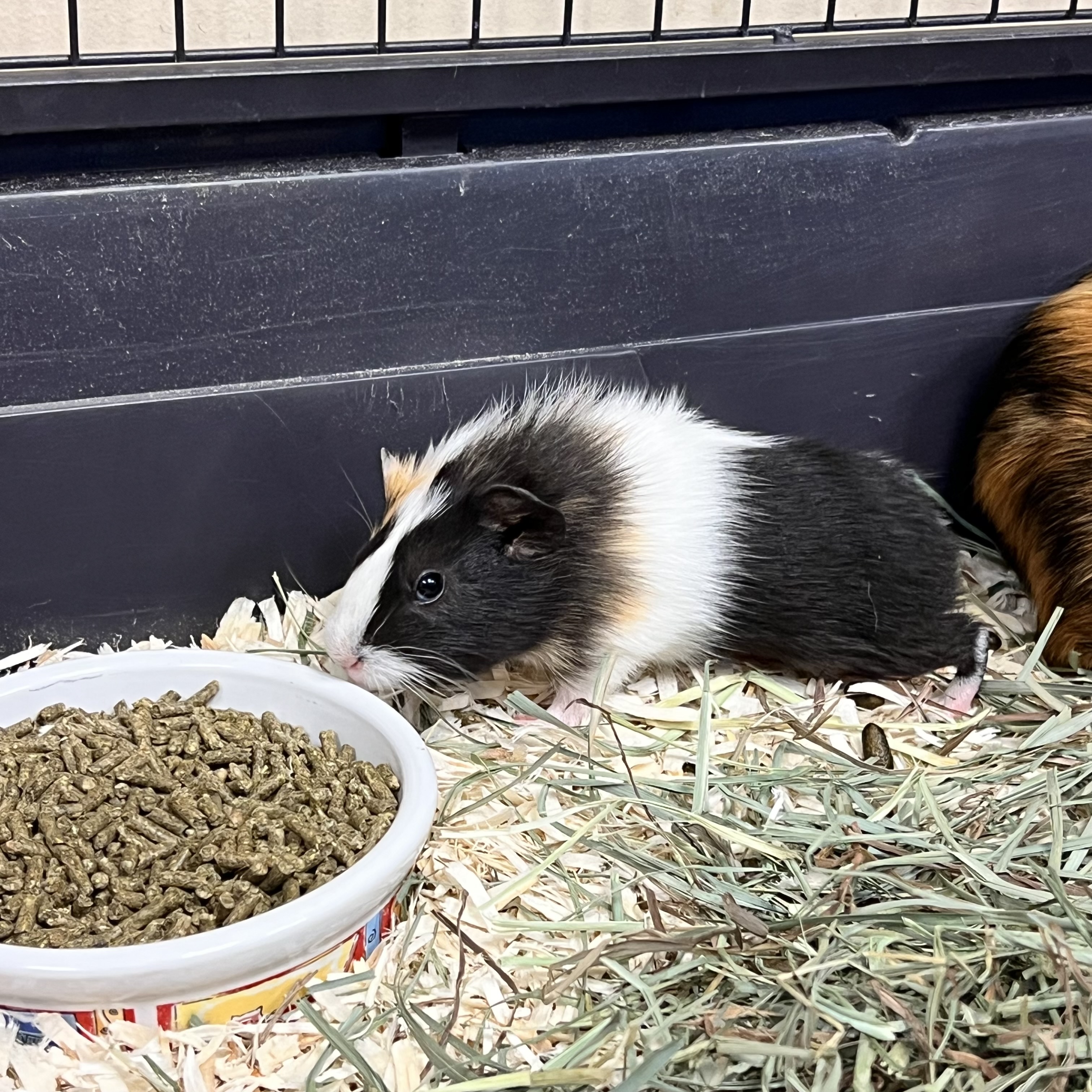 Nutmeg
