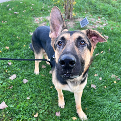 Duke