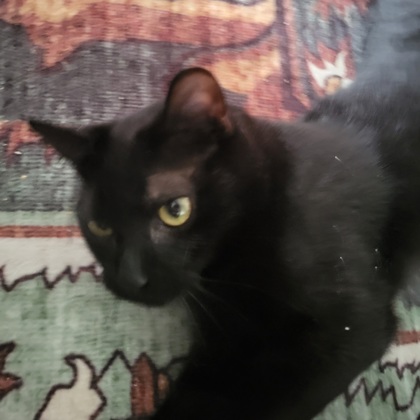 Salem