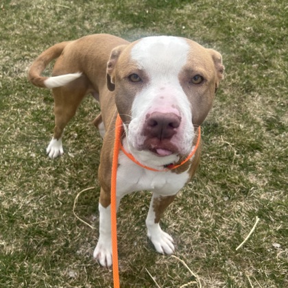 Scrappy - Benchwarmer!