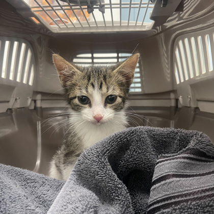 "Rufus"-Adoption Hold!