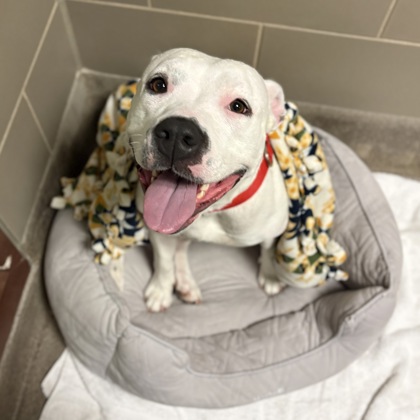 Coco - Staff & Volunteer Pick!