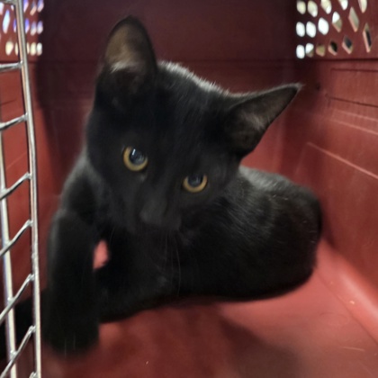 Luna