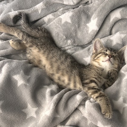 Pippi