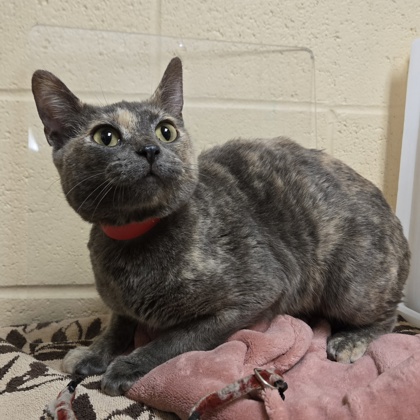 Pounce- Petco Lake Geneva!