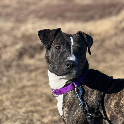 Beans - Staff Pick & Benchwarmer!