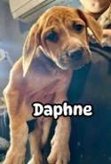 Daphne