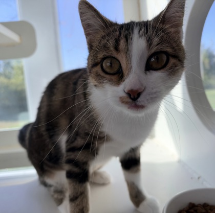 Maude