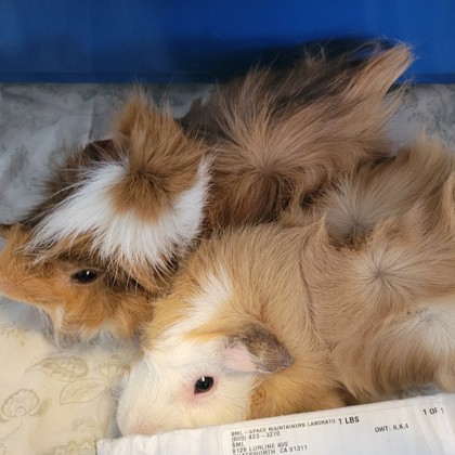 Smokie - Required Couple