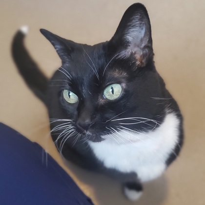 Kitty