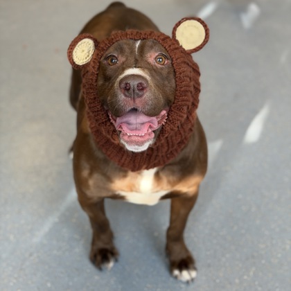 Sheba - Benchwarmer!