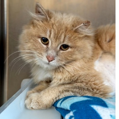 Mi Amor - Working Cat!