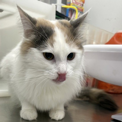 "Valley" - Adoption Hold!