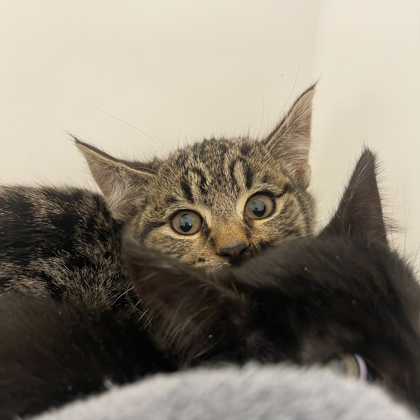 Jolly Havoc- Working Cat!