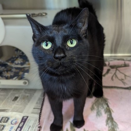 Black Cat