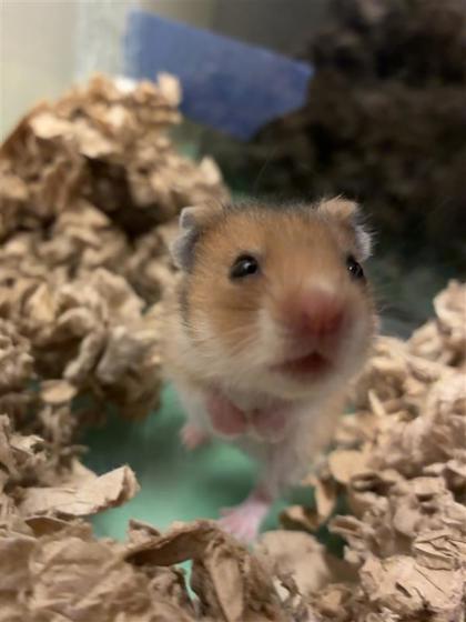 Chomper
