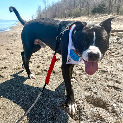 Bruno - Benchwarmer!