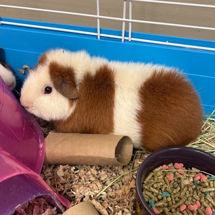 Maple