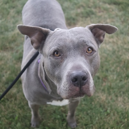 Kane - Staff & Volunteer Pick, Benchwarmer!