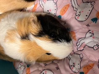Penny
