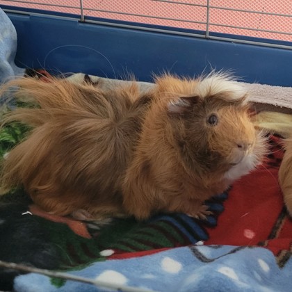 Sonny - Required Couple