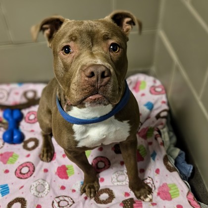 Brutus - Video, Volunteer Pick & Benchwarmer!