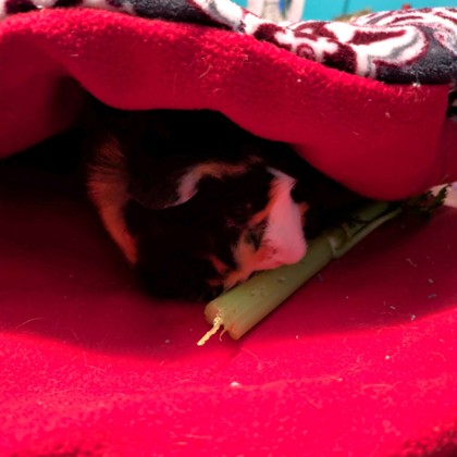 Kosher - Required Pair!